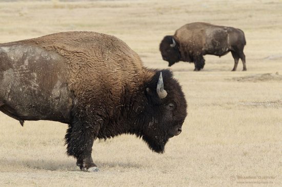 Two male Plains bison (Bison bison). Grasslands NP, Saskatchewan