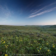 Sunrise in Grasslands National Park – prairie with golden bean and Three-flowered avens in bloom