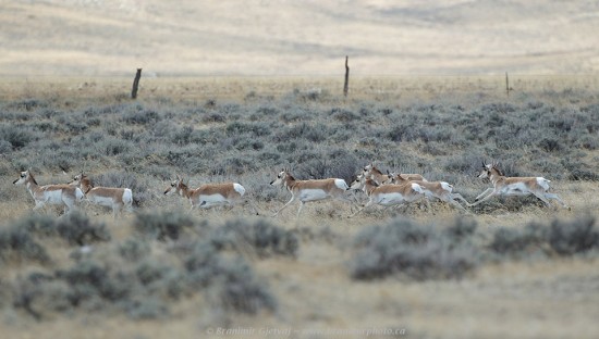 A small herd of pronghorn antelope run across prairie near Zortman, Montana