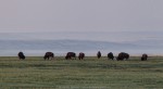 Herd of plains bison grazing in Grasslands National Park