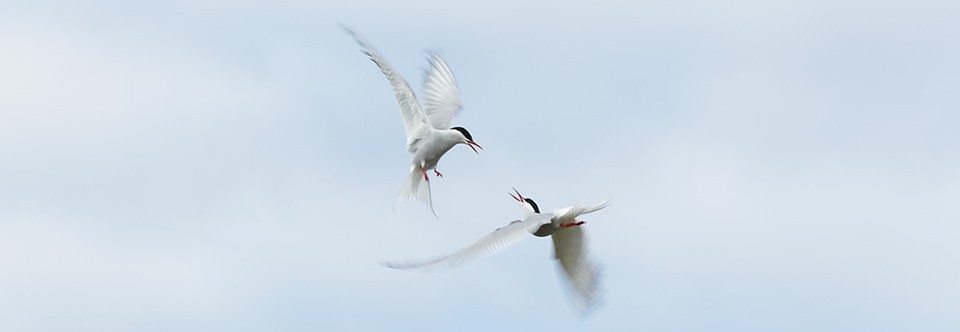 Arctic terns interacting in mid air