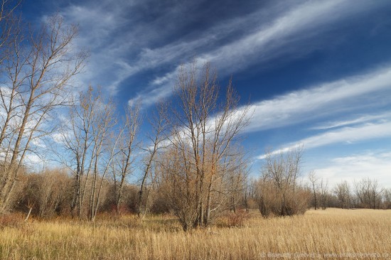 Poplar trees along South Saskatchewan River in autumn, Cranberry Flats ...