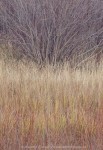 Detail of forest shrubs in autumn, Cranberry Flats Conservation Area