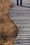 Person standing on a boardwalk. Cranberry Flats Conservation Area