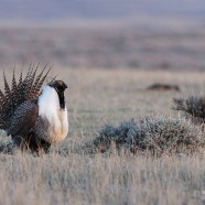 A step in the right direction: endangered Greater Sage Grouse to be protected by an emergency order