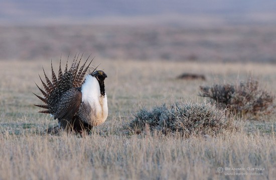 Male Greater Sage Grouse (Centrocercus urophasianus) displaying on lek