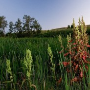 News: City of Saskatoon seeks community input on wetlands policy