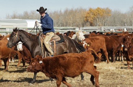 A tribute to the cowboys on PFRA community pastures | Branimir Gjetvaj ...