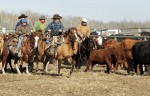 Cowboys sort cattle at Wolverine PFRA community pasture near Lanigan