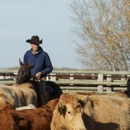 A tribute to the cowboys on PFRA community pastures