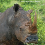 Book launch: Sleeping with Rhinos by Robin and Arlene Karpan