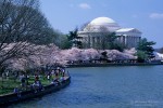 Cherry trees in bloom near Thomas Jefferson Memorial in Washington DC, USA