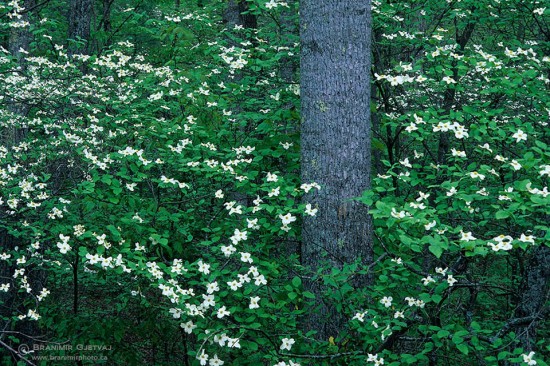 Dogwood trees in bloom. George Washington Forest, Virginia, USA