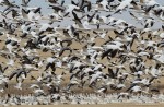 Flock of Snow Geese in flight near Rosetown, Saskatchewan, Canada