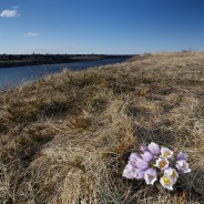 Nature photo walk in downtown Saskatoon