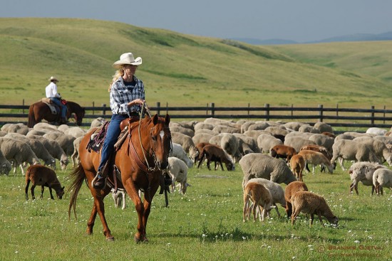 Herding sheep. Waldron Ranch