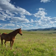 Waldron Ranch, AB protected for future generations