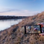 Nature photography with smartphones