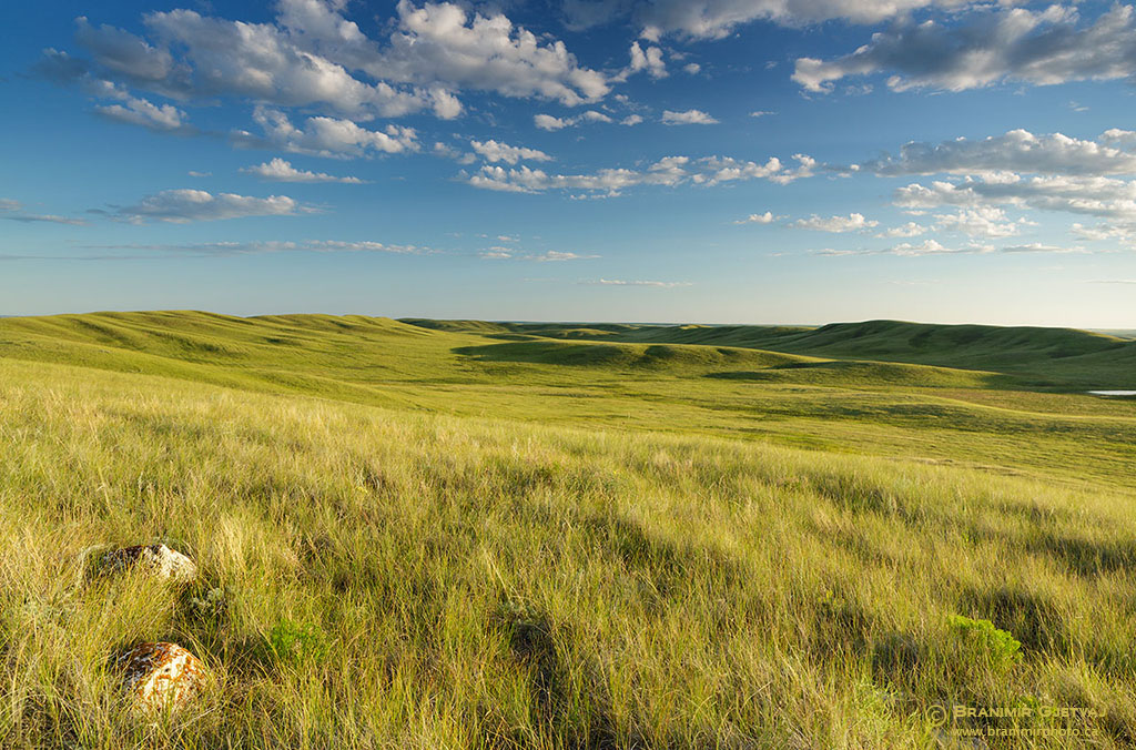 Islands of grass - conserving Canada’s native grasslands | Branimir ...